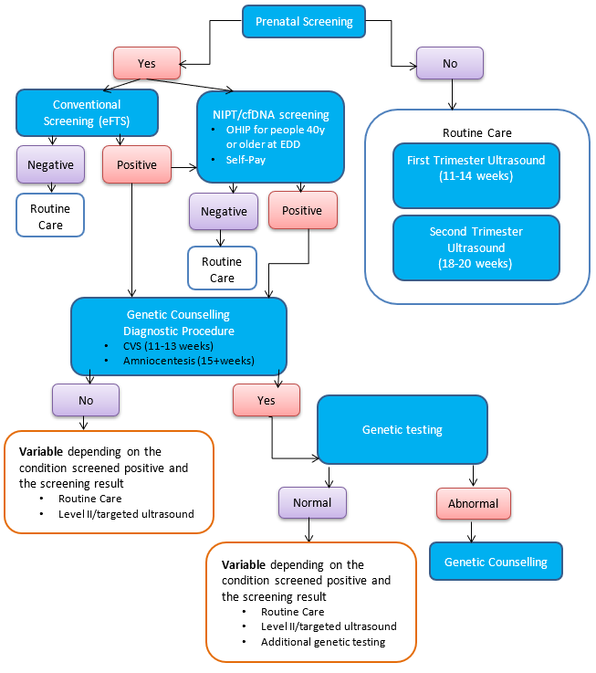 Guide to understanding prenatal screening